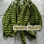 PETE SEGAR PILIHAN ISI 10 PAPAN/SAYURAN SEGAR/PETE TUA/PROMO PETE MURAH/PETE SUPER/PETE WONOGIRI/PET