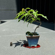 日本平野妹背櫻∣小品櫻花盆栽