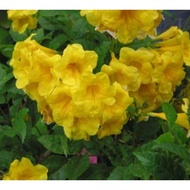 Yellow Tecoma Plant Seeds