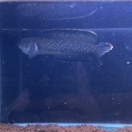 Channa Stewarti 10cm Good Marking, mental mantap