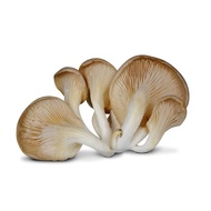 Mushroom Oyster ~500g/pkt