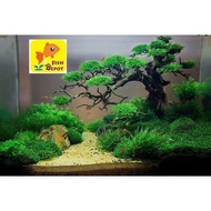 Aquascape Aqua Scape Aquarium Bonsai Tree Small Medium Large suitable for 1ft 1.5ft 2ft tank