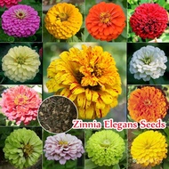 🌞Zinnia Elegans Mix Seeds | 200 Seeds | Colorful Bloom | High Nutrition | Bonsai Live Plant