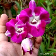 Anggrek Dendrobium Mini Dragon