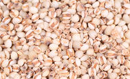 (Sandeulbaram) Korean organic Jobs tears Yulmu adlay Chinese pearl barley 500g Fresh Job’s Tears 100