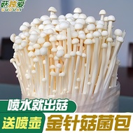 Enoki Mushroom Growing Kit Mushroom Seedling Edible Mushroom Stick Indoor Home Mushroom Seed Mushroo