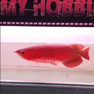 arwana super red 50 cm
