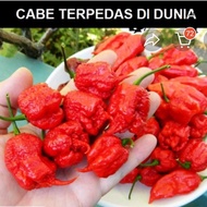 BENIH BIJI CABE CAROLINA REAPER ASLI CABE TERPEDAS DI DUNIA