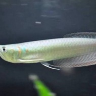 ikan arwana silver brazil