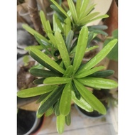 Bonsai Podocarpus plant - Taiwan 兰屿 & 雀舌