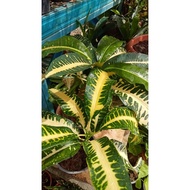Pokok Puding ID : Tulang Ikan Kuning Cantik (RARE ITEM🔥