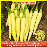 Yellow Hot Pepper Sili Seeds - High Yielding Variety 200 Seeds Yellow Hot Pepper Seeds for Planting 