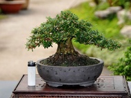 [HCM]Linh sam gốc to dạng phôi bonsai