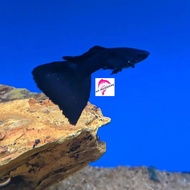 ikan hias guppy black moskof/ikan guppy full black