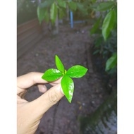 BENIH GAHARU,ANAK POKOK GAHARU  (berukuran10-20cm) /2PCS/HARGA BORONG