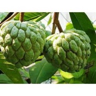 Pokok Nona Buah Hijau Hybrid thai