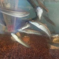 BARU MASUK! Ikan hias channa ys yellow maru sentarum 7-10 cm ikan
