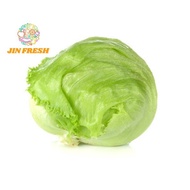 Iceberg Lettuce 玻璃生菜 500G