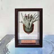 P. veitchii 立葉銀鹿_皮革鹿角蕨相框