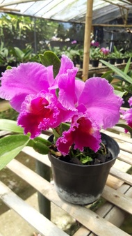 Anggrek Cattleya Ungu Dewasa Siap Bunga