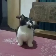 Kucing Munchkin cebol