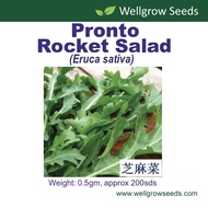 Rocket Salad Pronto / Arugula Seeds (0.5gm, approx 200 sds)芝麻菜 Gargil  Herb Seeds Wellgrow Seeds