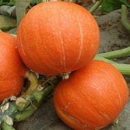 10Seeds Squash Seeds pumpkin seeds Squash Seeds | Kalabasa Seeds Squash