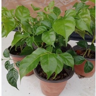Plants*Anak Pokok Radermachera Sonics (Hance) 幸福树