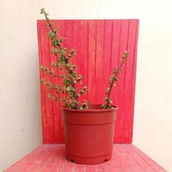 多肉植物-銀杏木(馬齒莧樹)5吋盆栽