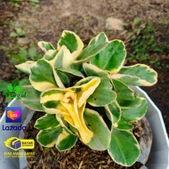 tanaman euonymus fortunei