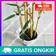BAMBU KUNING PENANGKAL SETAN BAMBU KUNING ASLI KECIL BAMBU KUNING MINI BAMBU KUNING BESAR  ASLI BAMB