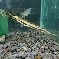 ikan aligator florida gar