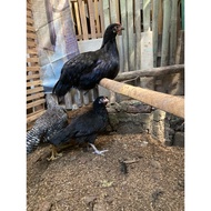 Australian beretrock mix leghorn calf parent