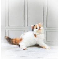 S9. kucing persia Kitten/munchkin/nose