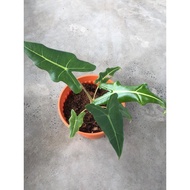 Alocasia Sarian 🌿live plant