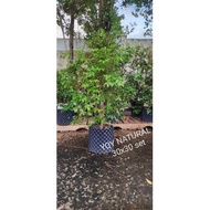 Plant Root control Trainer/air pot/Root barrier /Root Grow Container Hydroponic控根器/控根花盆