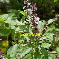 100 Thai Basil (Horapa) seeds (fr SG)