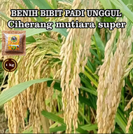 Benih bibit padi 1 kg Ciherang mutiara gabah berkualitas super unggul