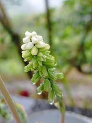 ((七號花園))多肉 球根 斑葉油點百合