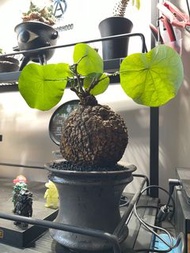 裂紋山烏龜 荔枝龜 塊根植物 象足漆樹 象牙宮 龍舌蘭