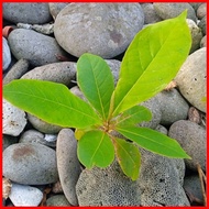 ⭐ ♝ ✉ African Talisay seedling(1 pc.)