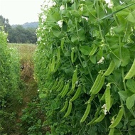 Dutch Bean Seed Seed Pea Sprout Four Seasons Beet Vegetable Pea Seed Vegetable Seed Vegetable Lai Br