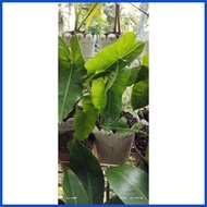 ➣ ☾ ∨ STABLE & LIVE!!! BURLE MARX PHILODENDRON  PLANT