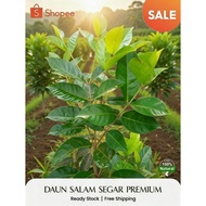 Fresh Bay Leaves 100g