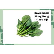 Sawi Manis Hong Kong