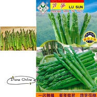 Asparagus Seeds (30 Seeds) Biji Benih Asparagus