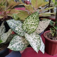 aglaonema bigleaf