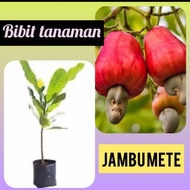 BIBIT TANAMAN JAMBU METE🌱 Atau Jambu Monyet Adalah Sejenis Tanaman Dari Suku Anacardiaceae Yang Bera