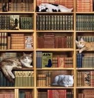 包順豐 美版 拼圖 🧩砌圖 書架 書本 貓 cat 圖書館裡的貓咪 1000片