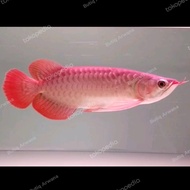 Ikan Arwana Super Red SSB Blod Spesial